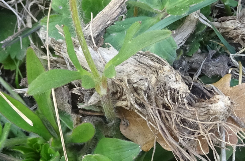 Ranunculus montanus ?